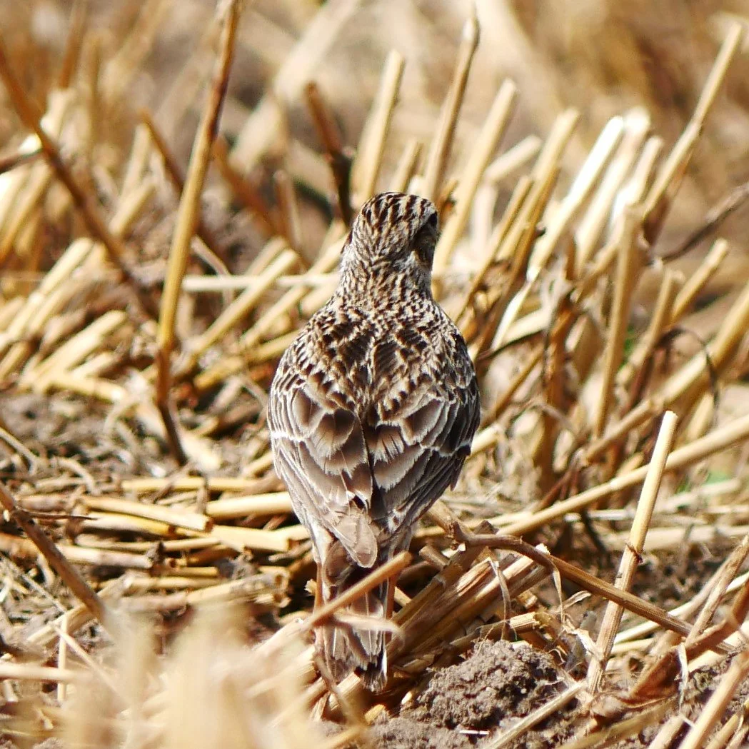 Talent for camouflage 2 - Woodlark - Baltic sea - 2026