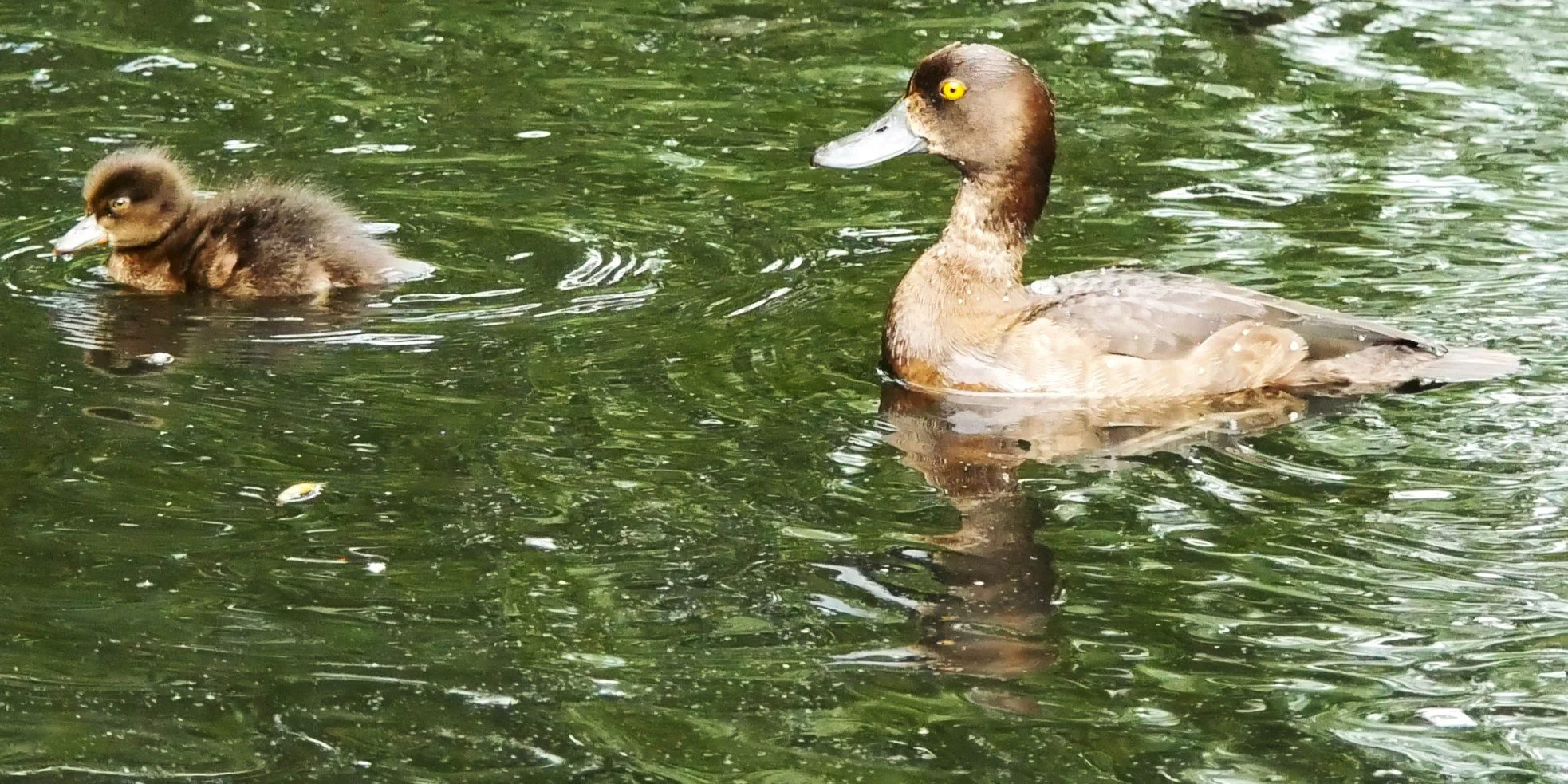 Tufted duck - Nord Holland - 2026