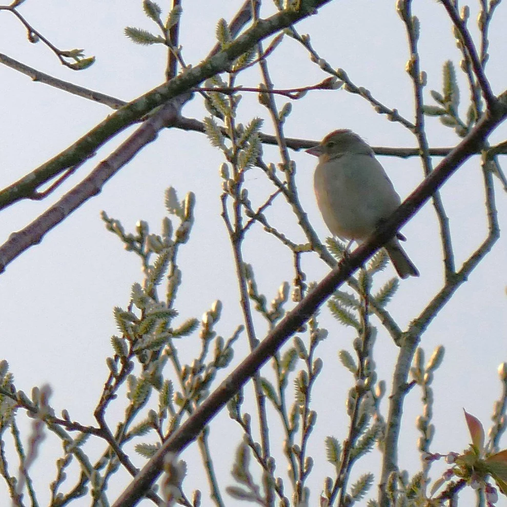 Eurasian chaffinch - Noord Holland