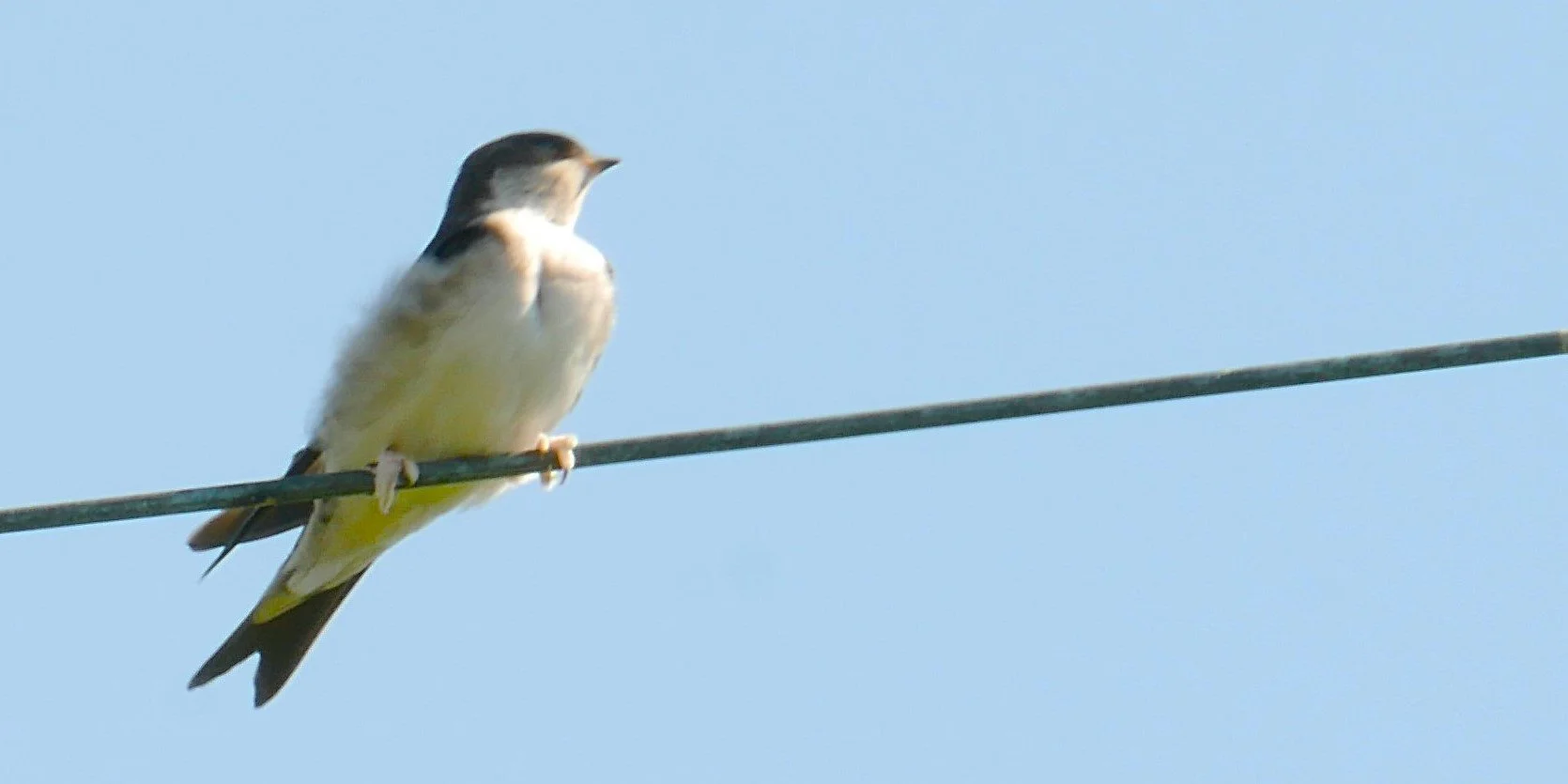 Taking theSun - Western house martin - Møn - 2026 