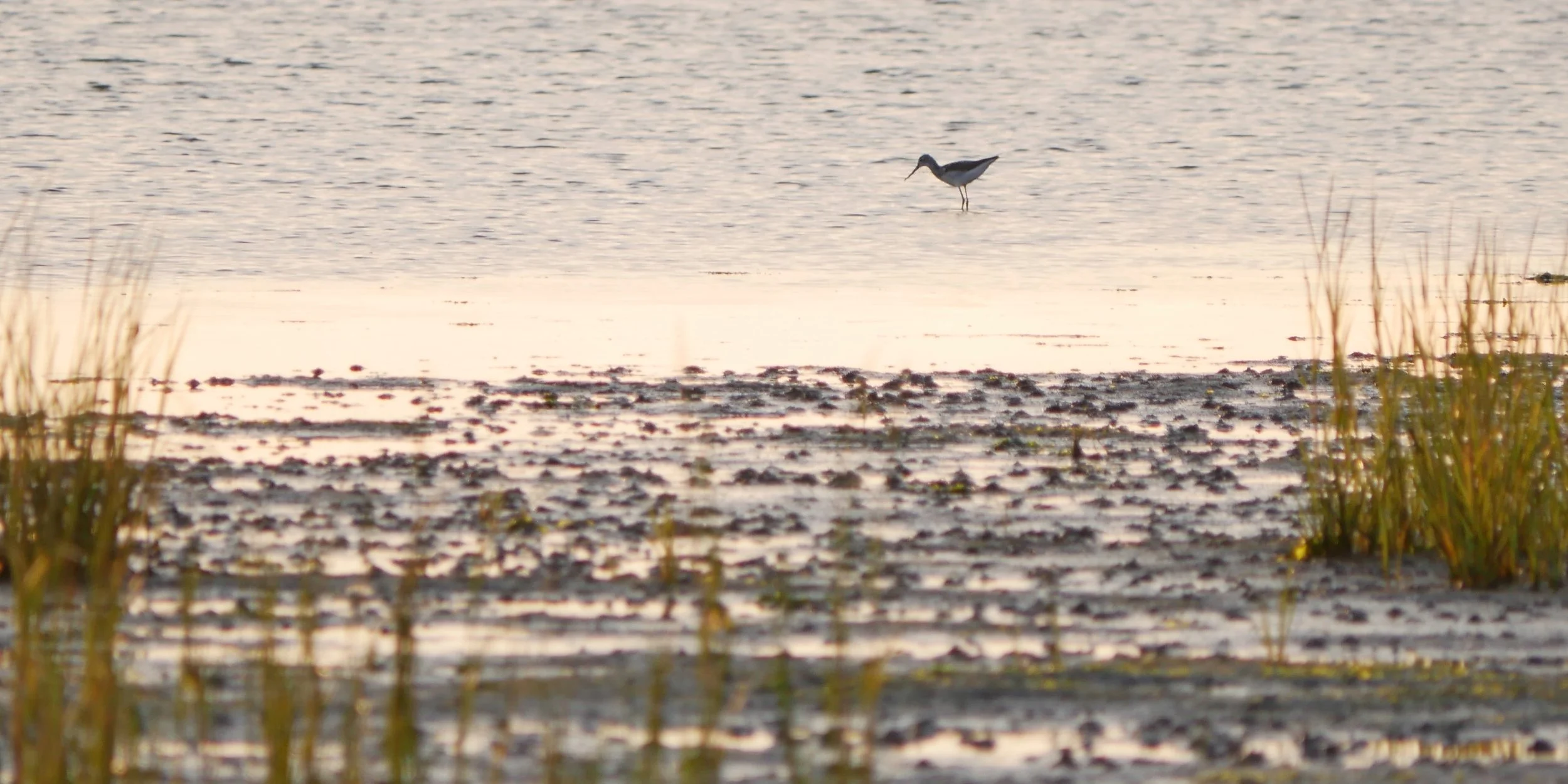Dunlin (?)  - Wadden sea - 2026