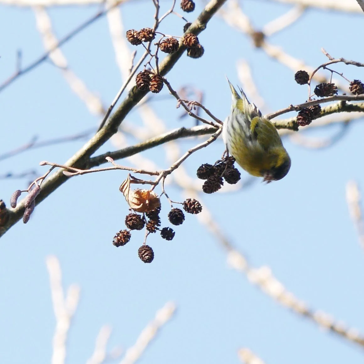 Siskin - Noord-Holland