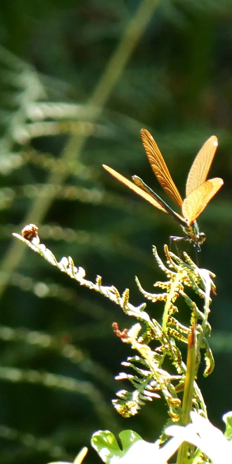 Damsefly - Brittany - 2026
