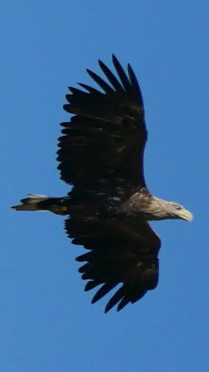 The queen of the sky 5 - White-tailed eagle - Funen - 2026