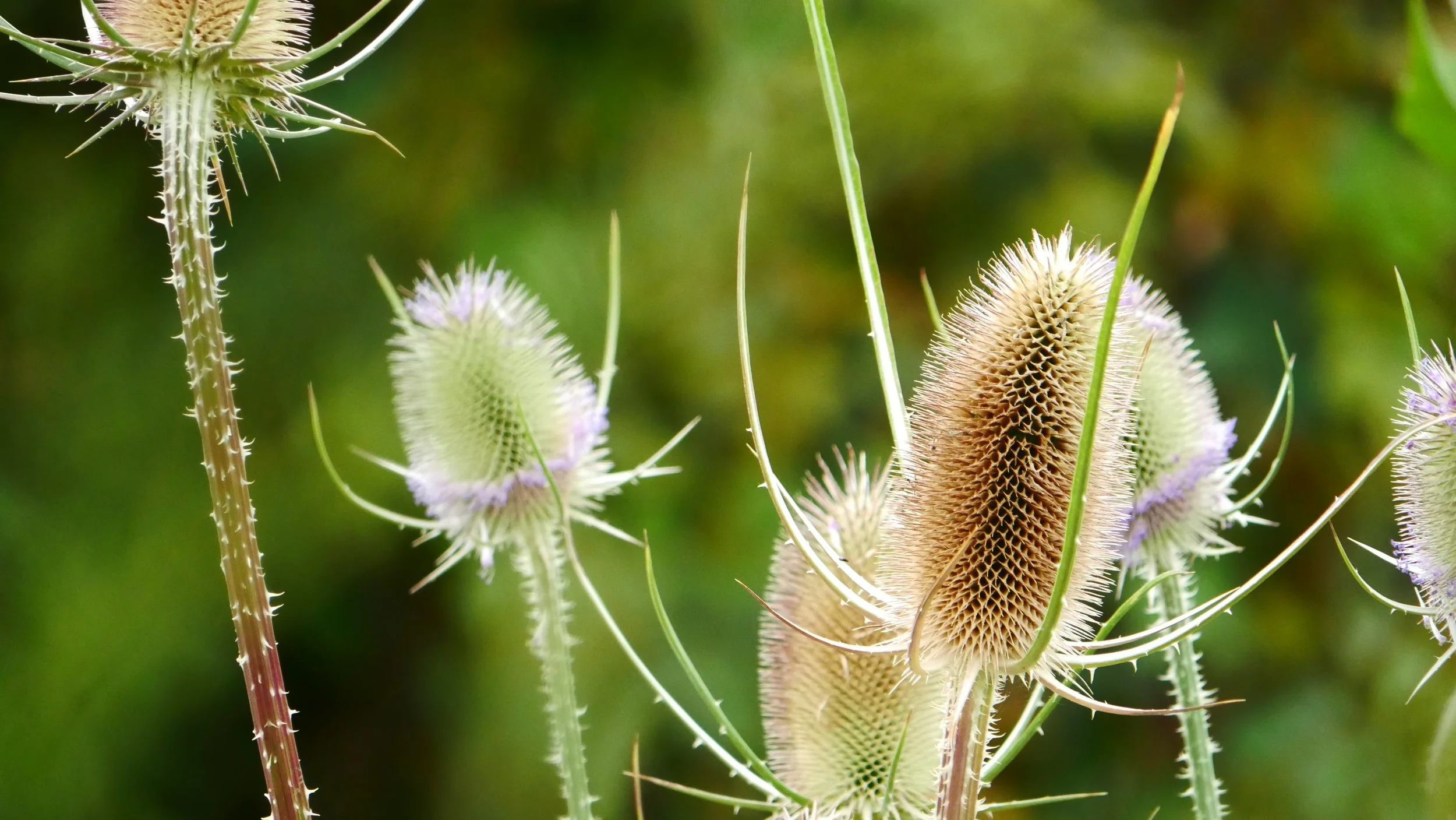 Wild Teasel - Baltic sea - 2026
