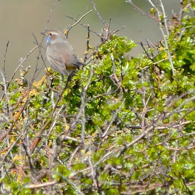 Bluethroat - Noord Holland