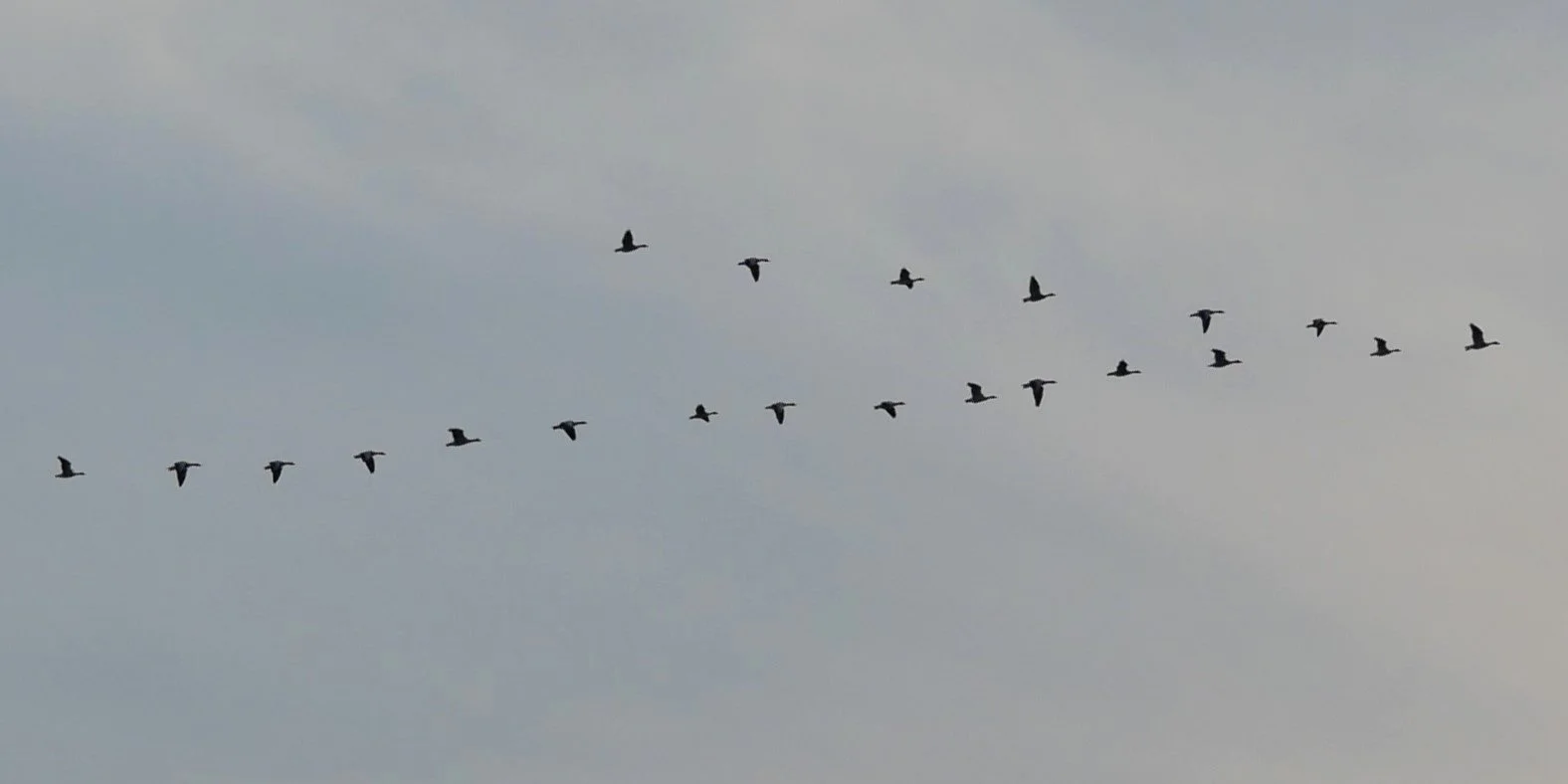 Geese migration in the clouds - Wadden sea -  2026