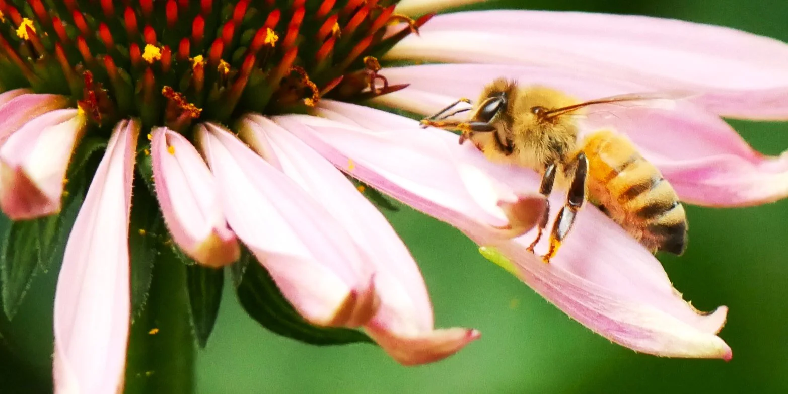 Bee - Nord Holland - 2026