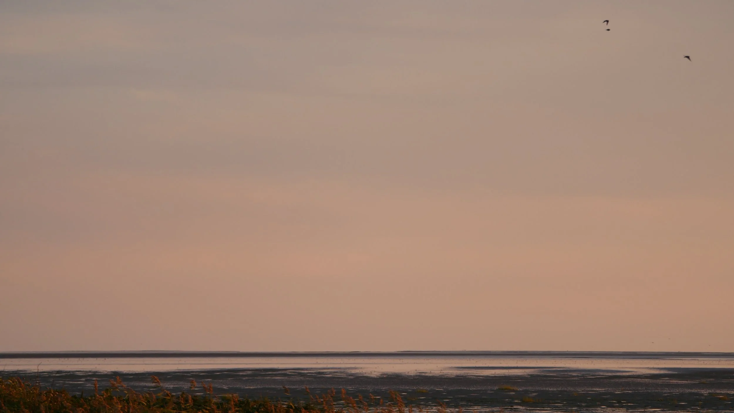 Landscape - Wadden sea - 2026