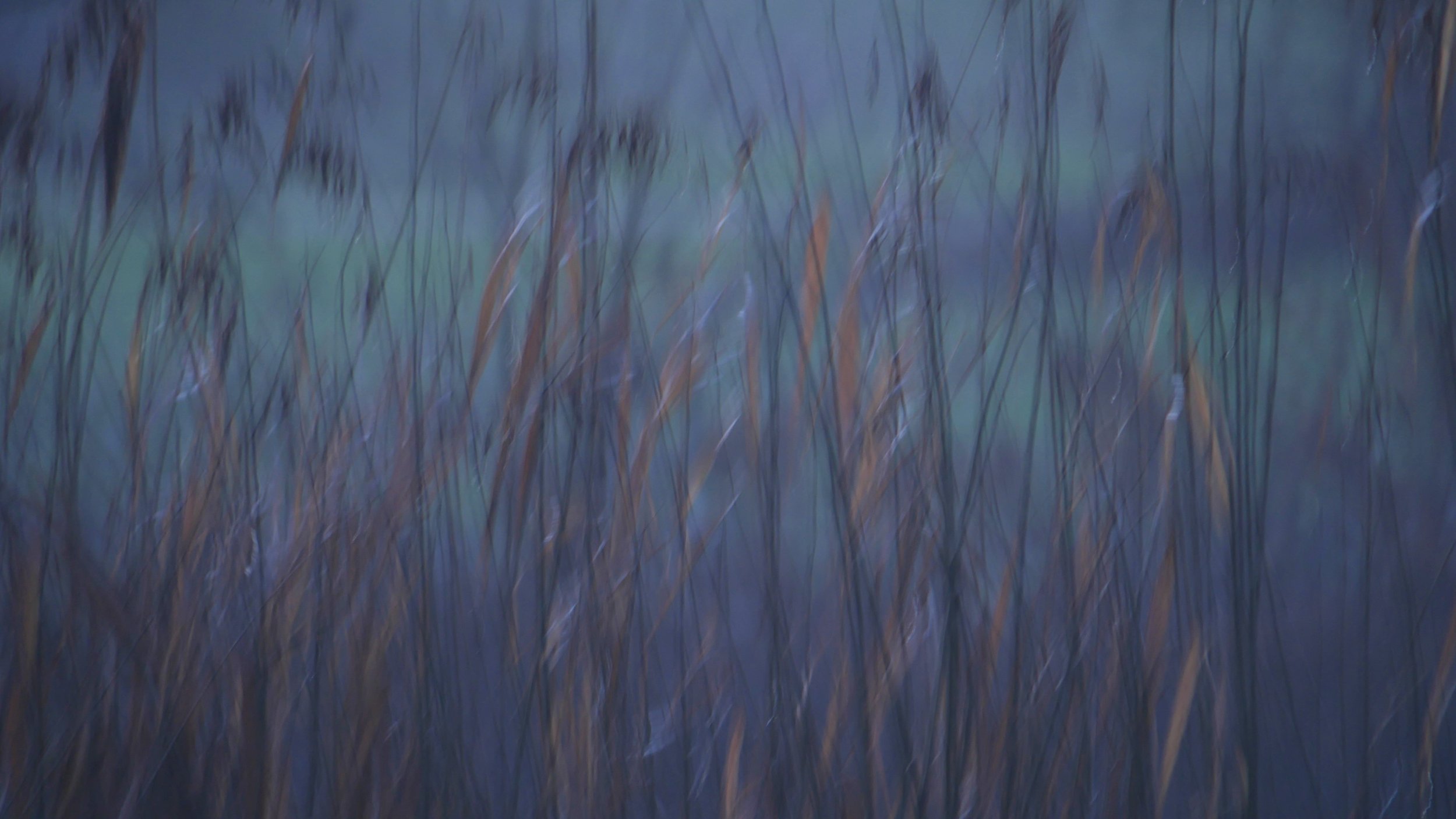 Day of frost - North Holland