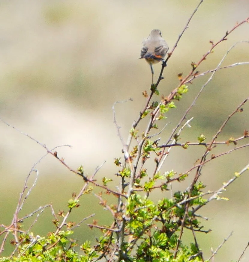Bluethroat - Noord Holland
