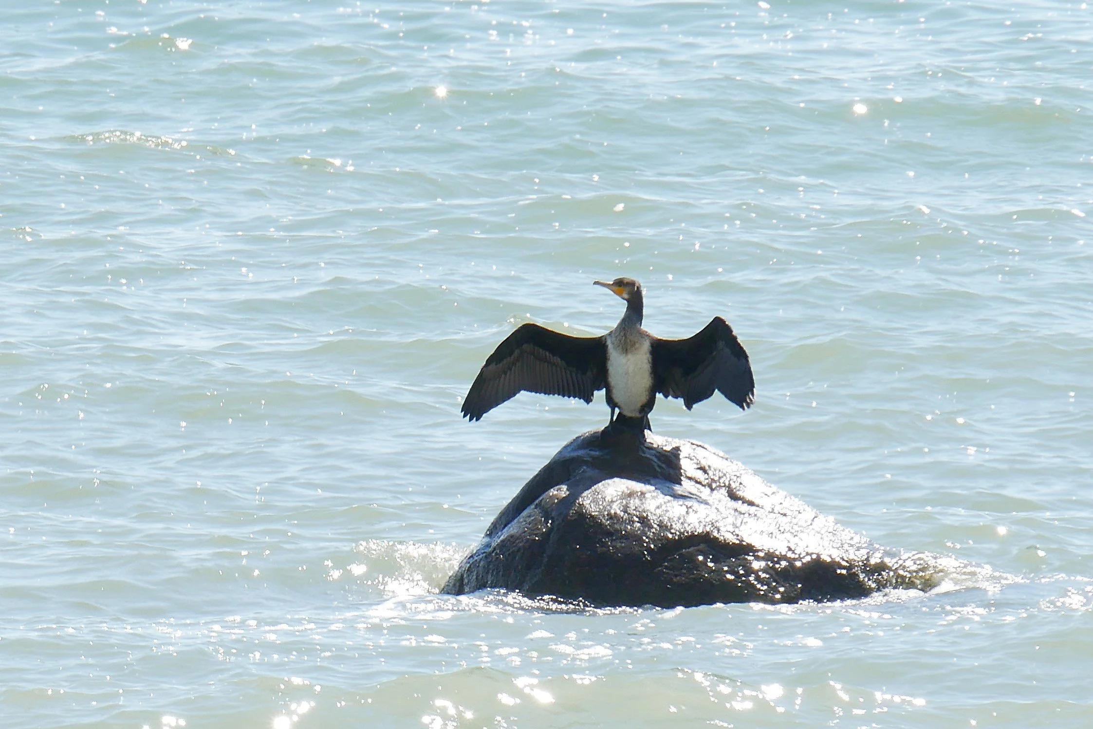 Great cormorant 3 - Møn - 2026 