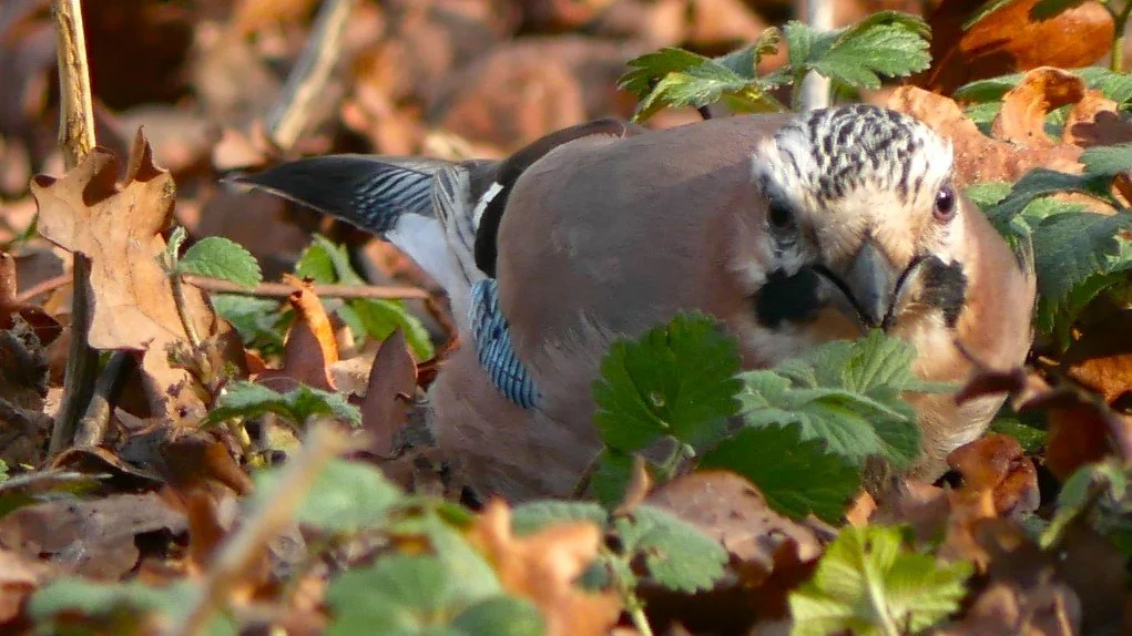 Eurasian Jay - Noord Holland