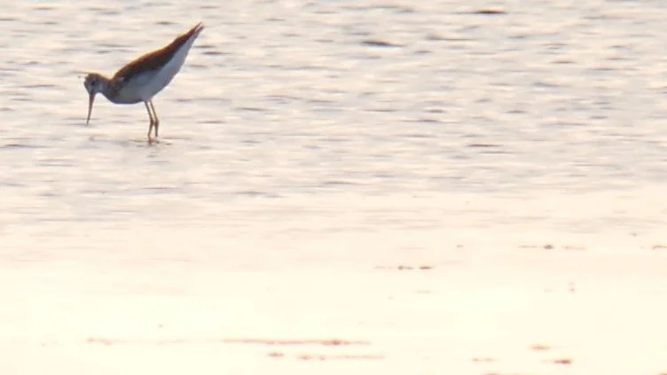 Dunlin (?)  - Wadden sea - 2026