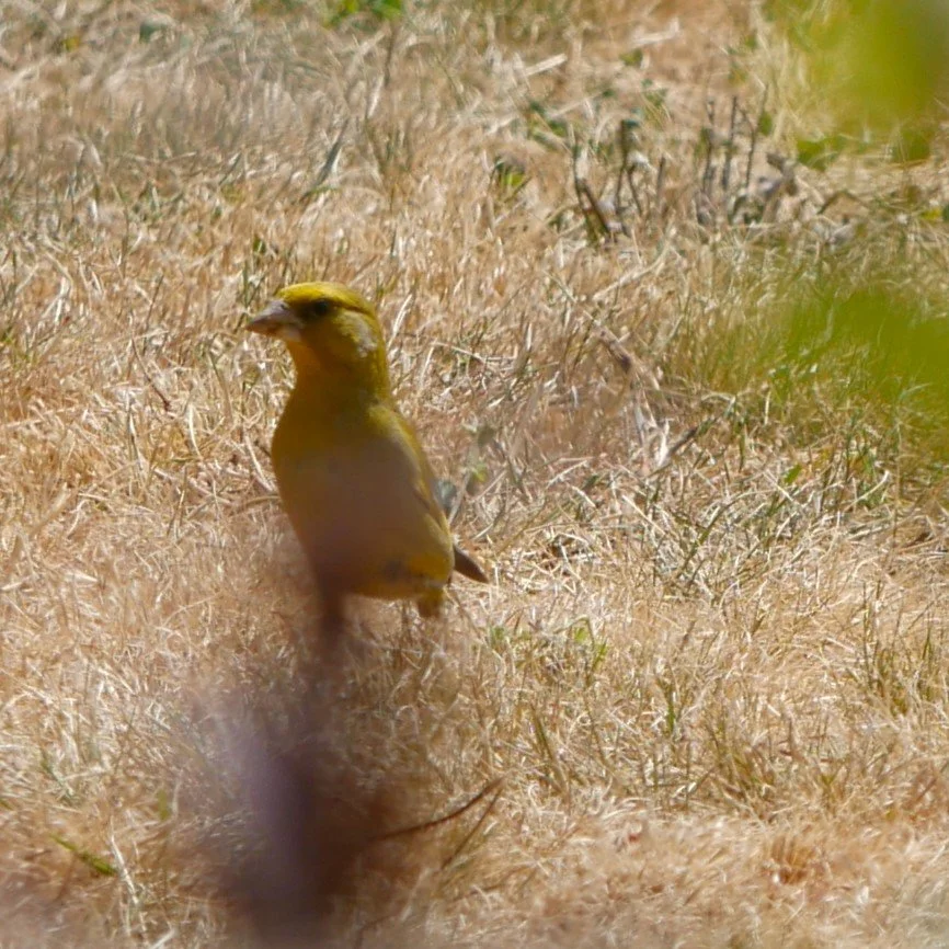 European greenfinch - Brittany - 2026