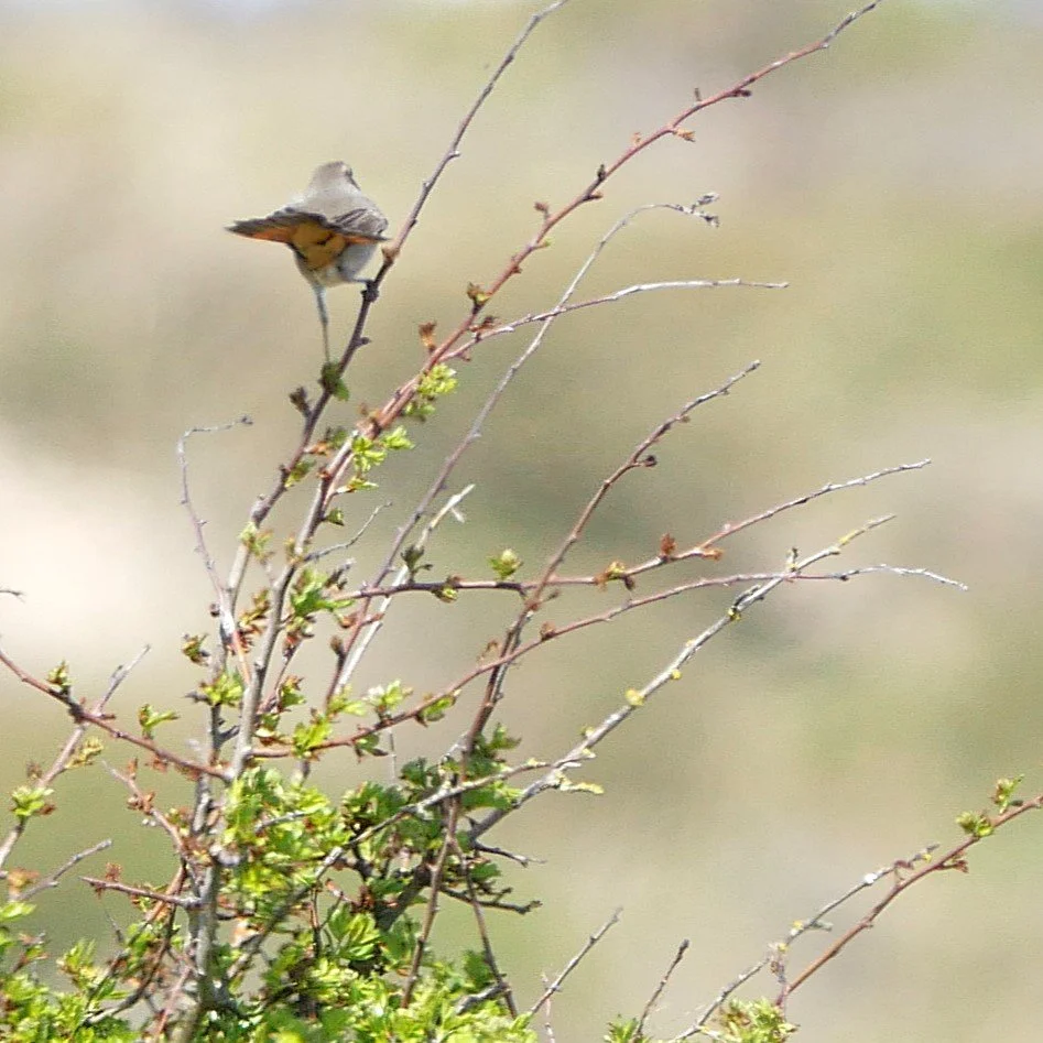 Bluethroat - Noord Holland