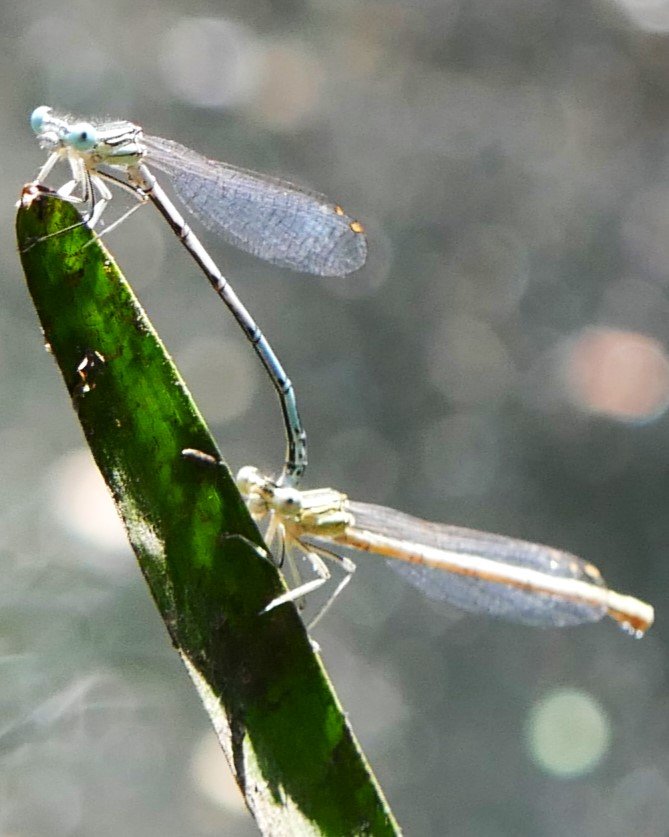 Damseflies - Brittany - 2026