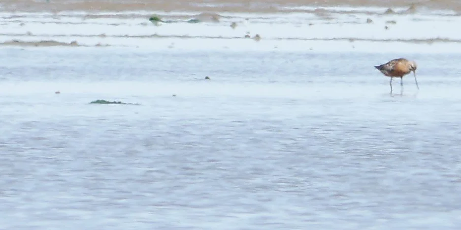 Red Knot - Wadden sea - 2026
