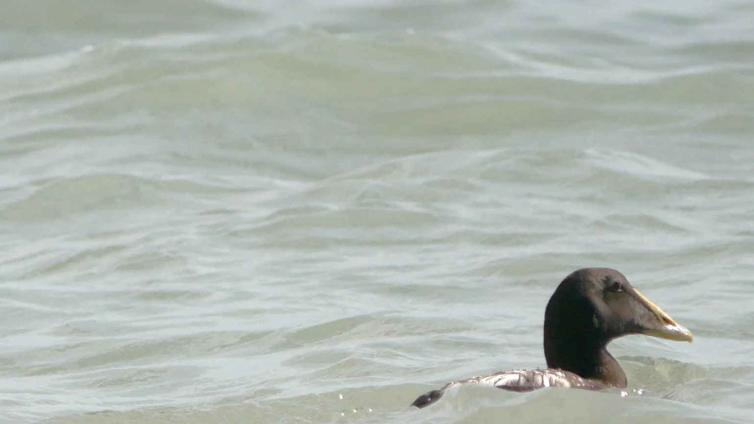 Common Eider 2 - Møn - 2026