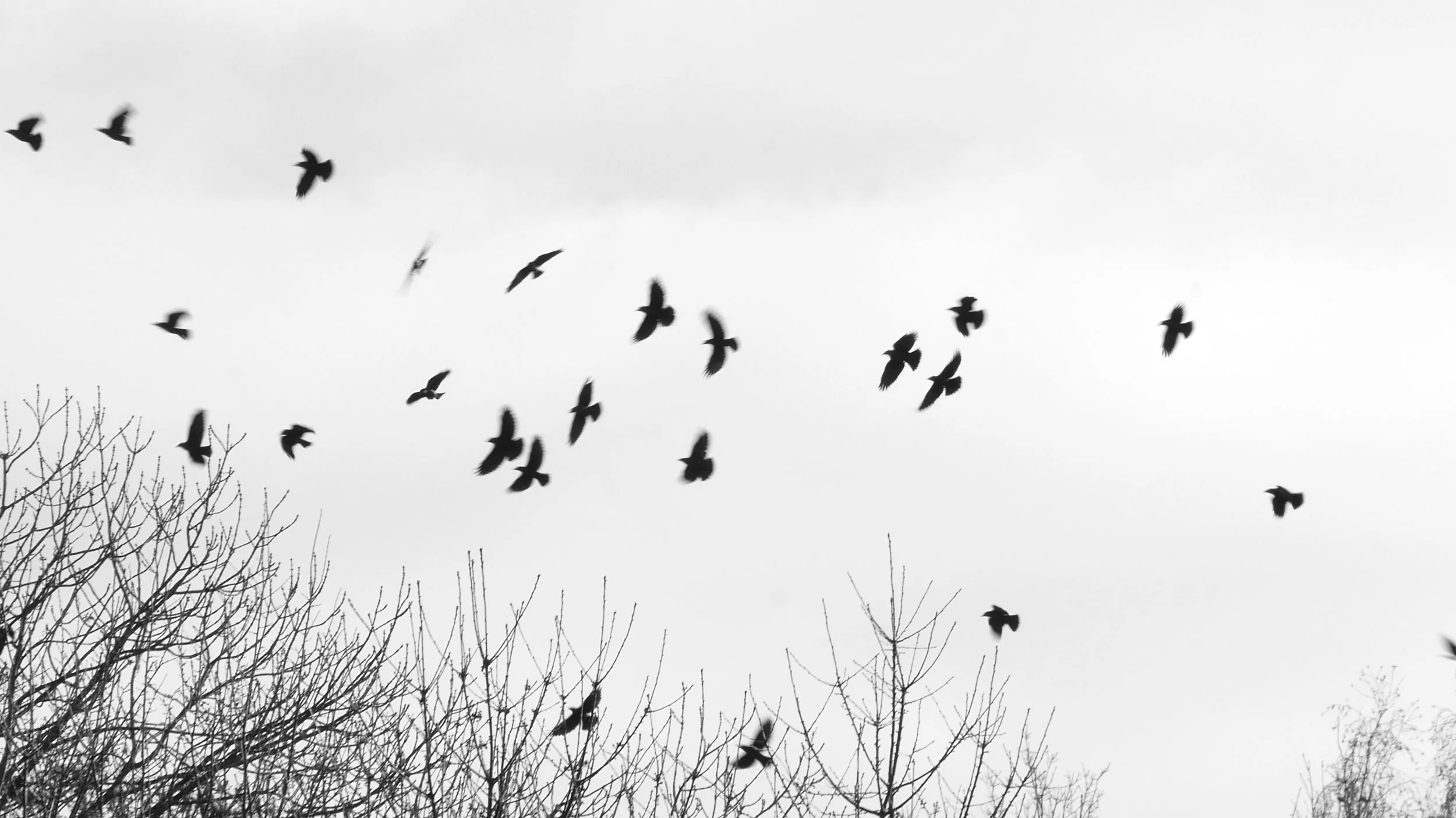 Jackdaws - Noord Holland