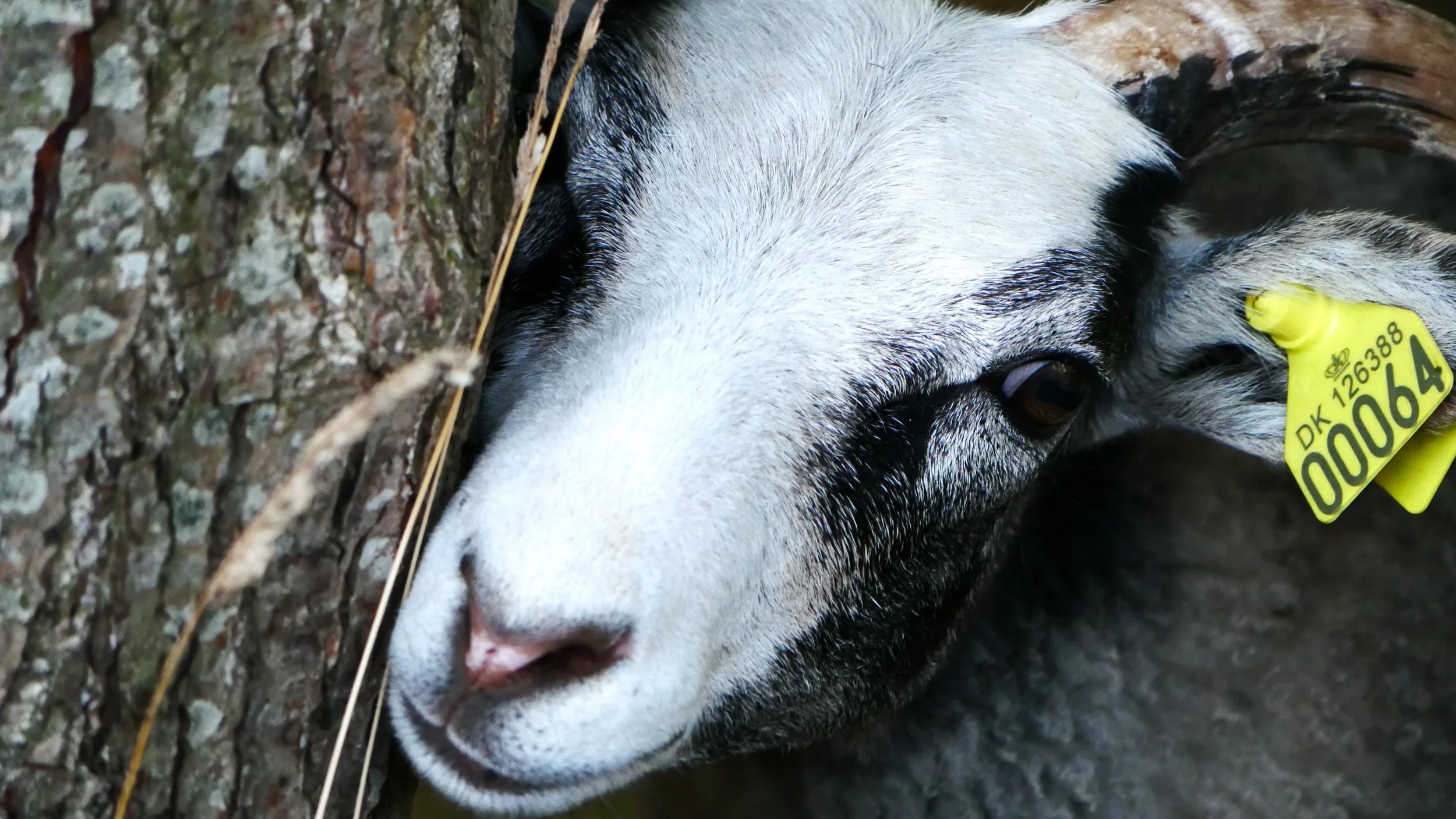 Portrait and (another kind of) glance 6 - Sheep - Funen