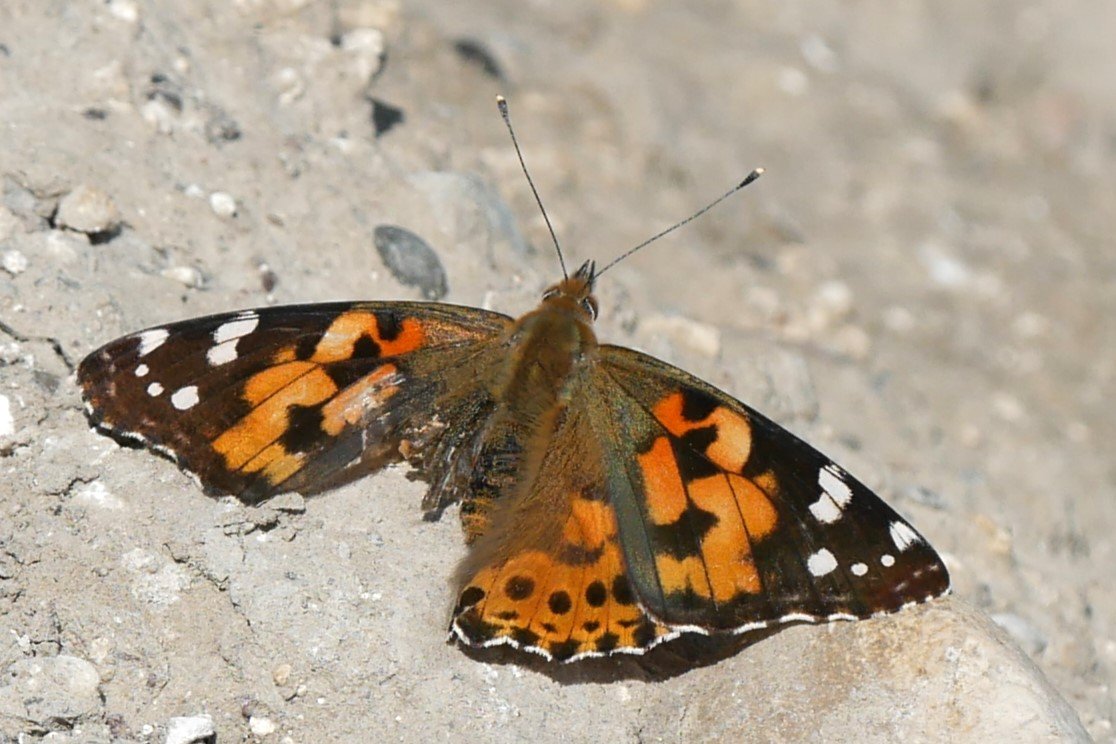 Spending one's golden years in the sun- Vanessa Cardui - Møn - 2026 