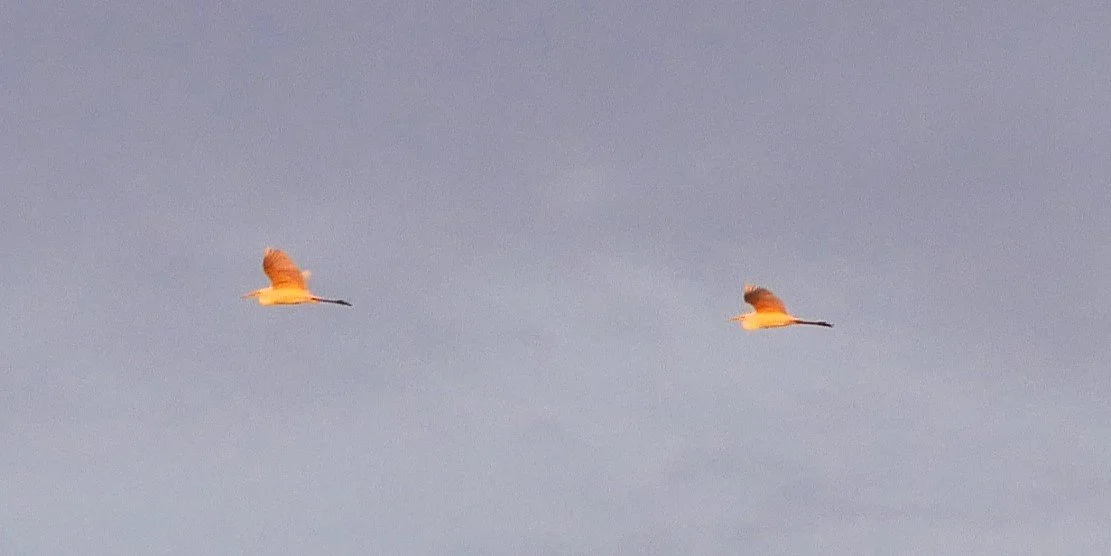 Great egrets - Wadden Sea - 2026