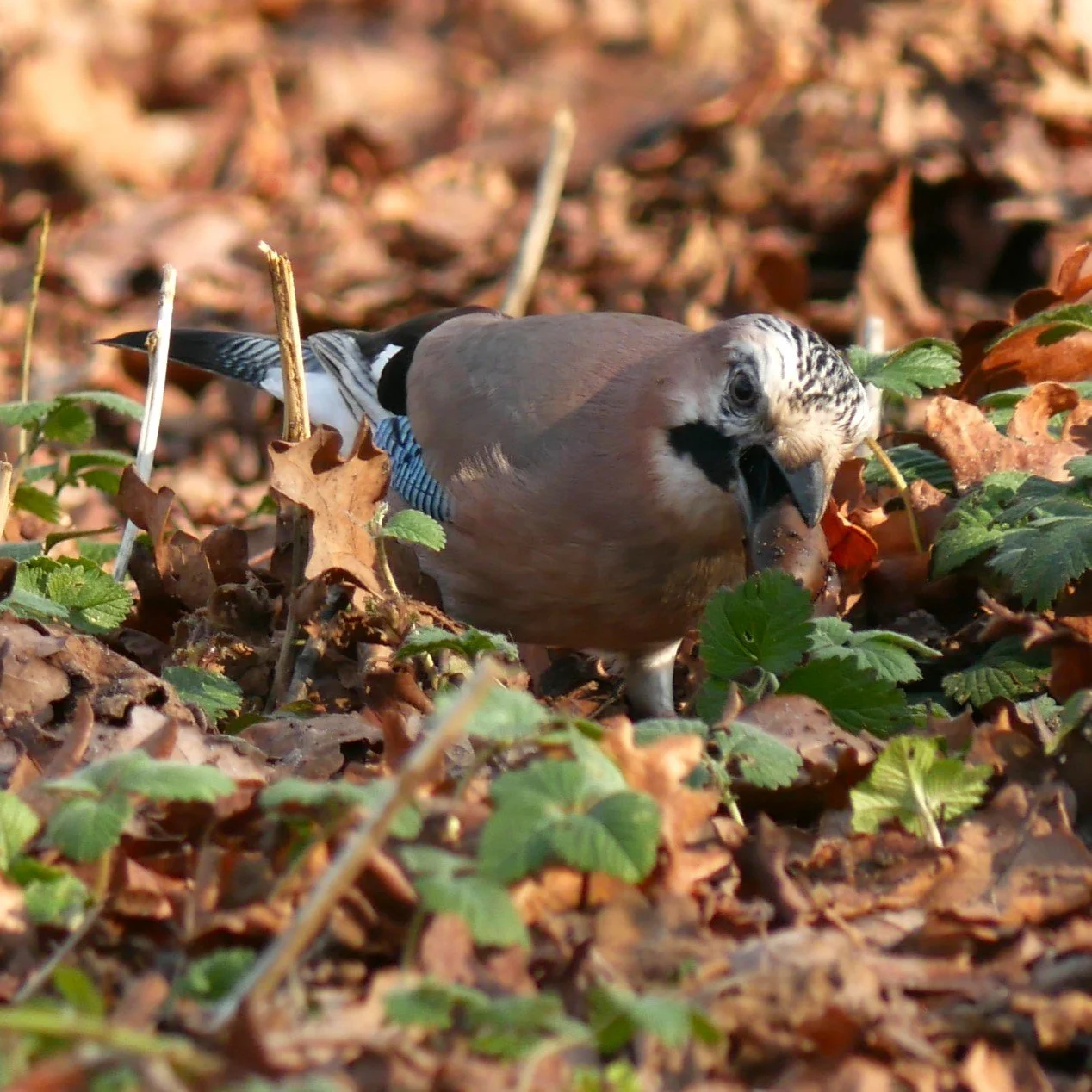 Eurasian Jay - Noord Holland