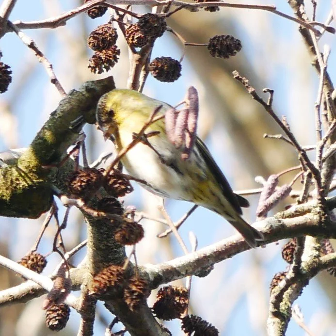 Siskin - Noord-Holland