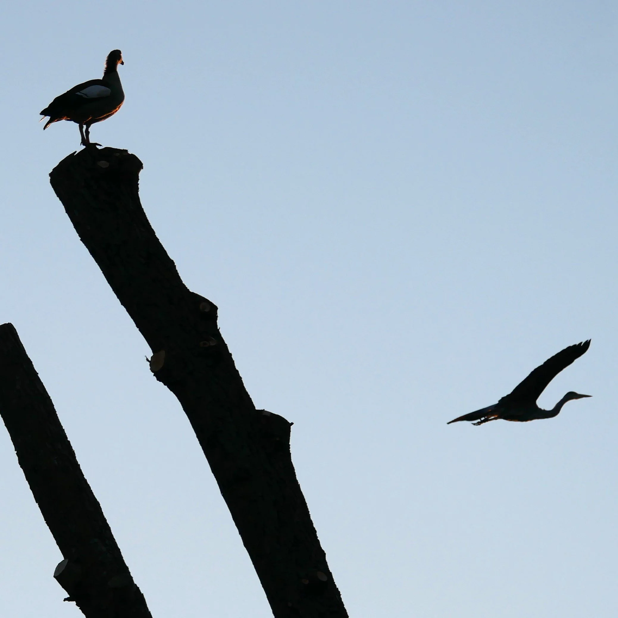 Egyptian goose and stork - Noord Holland