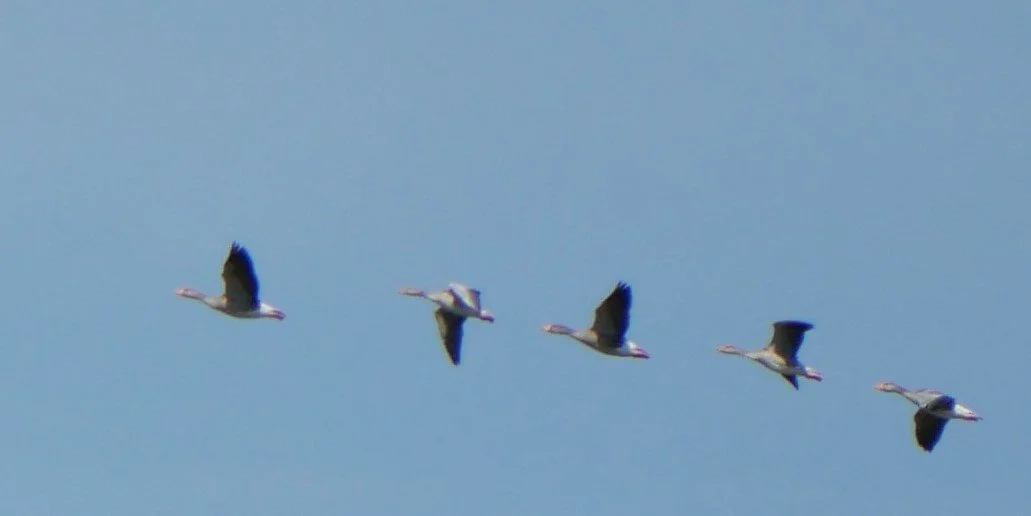 Geese take-off - Funen - 2026