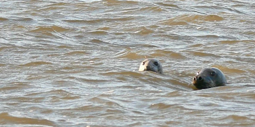Gray Seals and Harbor Seals - Wadden Sea- 2026