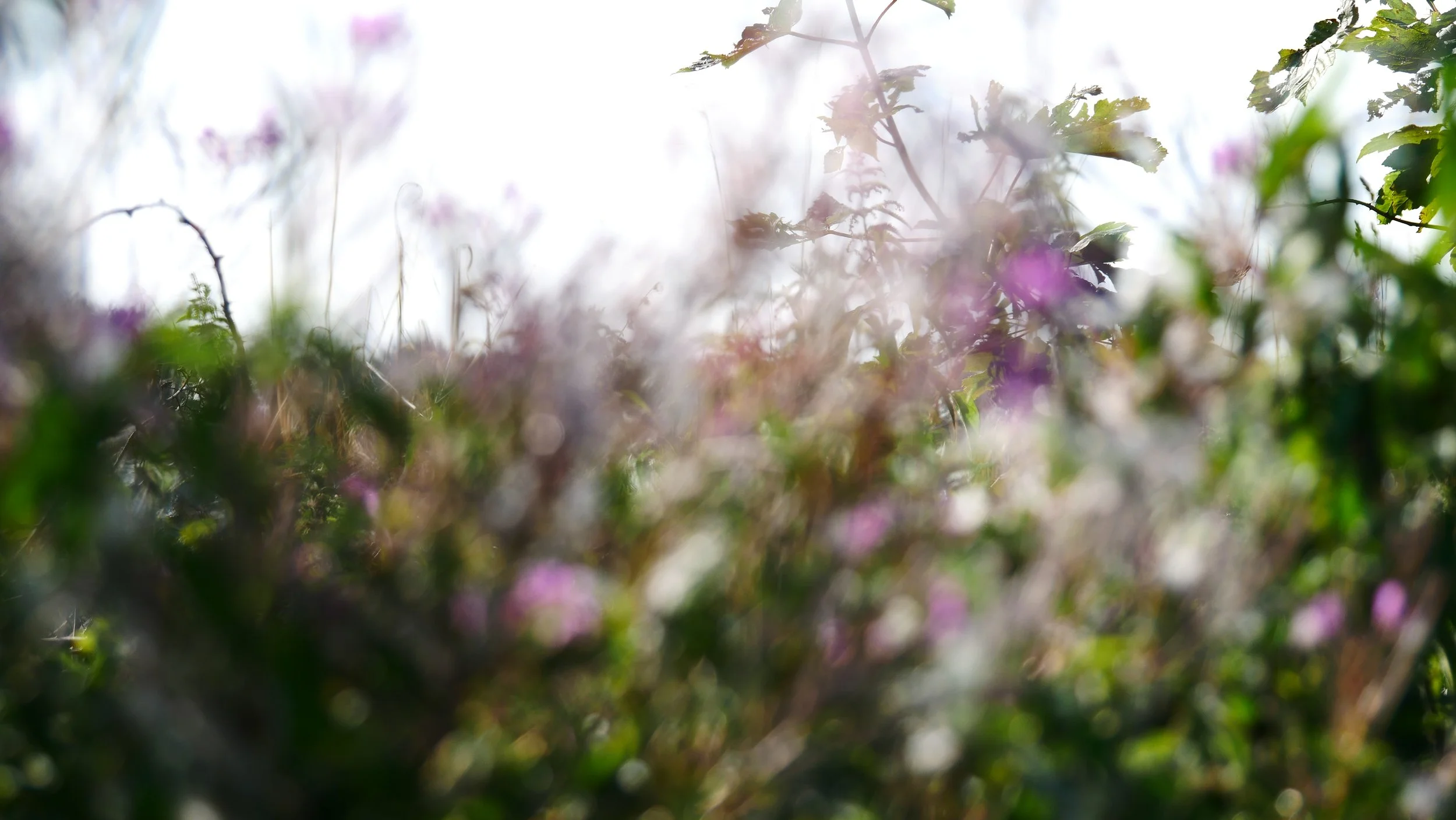 Colours from Funen - Meadow - Funen - 2026
