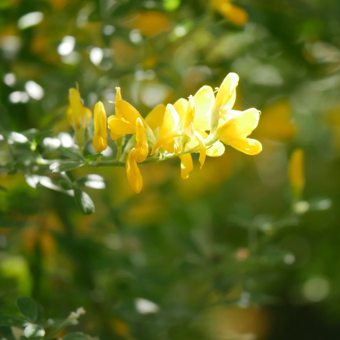 Beltane - Apr 30 - May 1