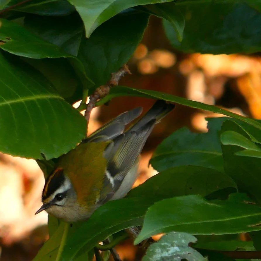 Fire Crest - Nord Holland