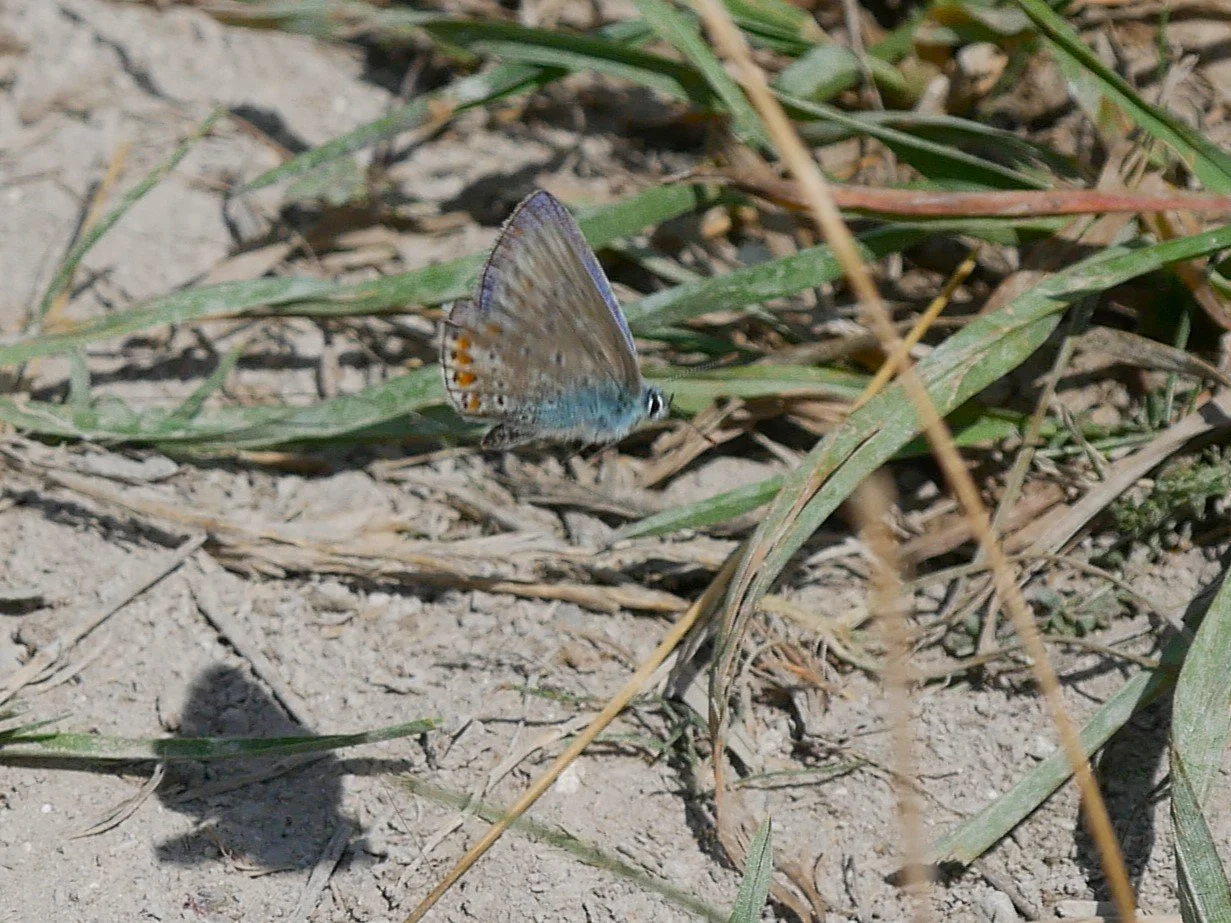 Common blue - Møn - 2026 