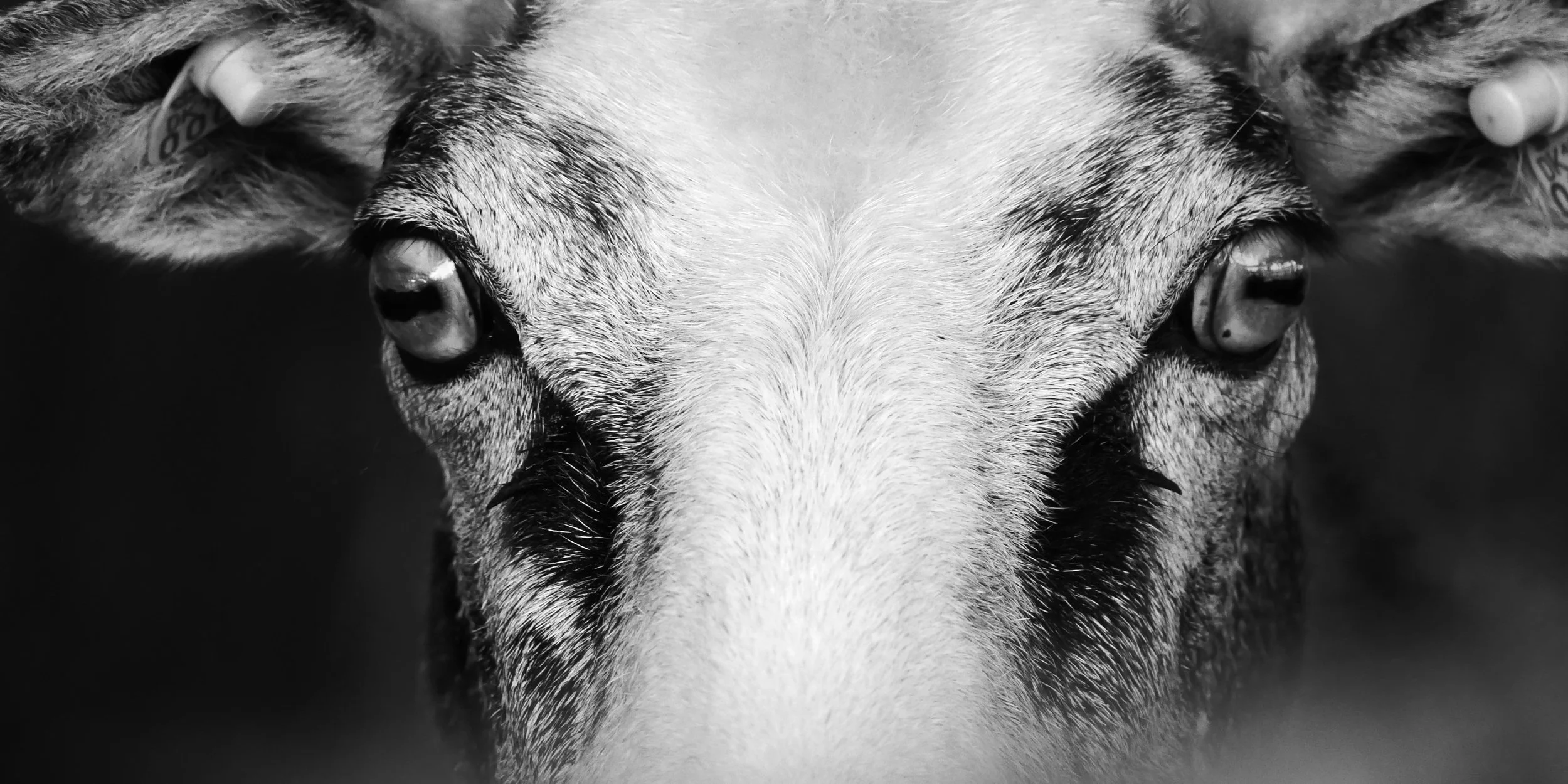 Portrait and (another kind of) glance 5 - Sheep - Funen