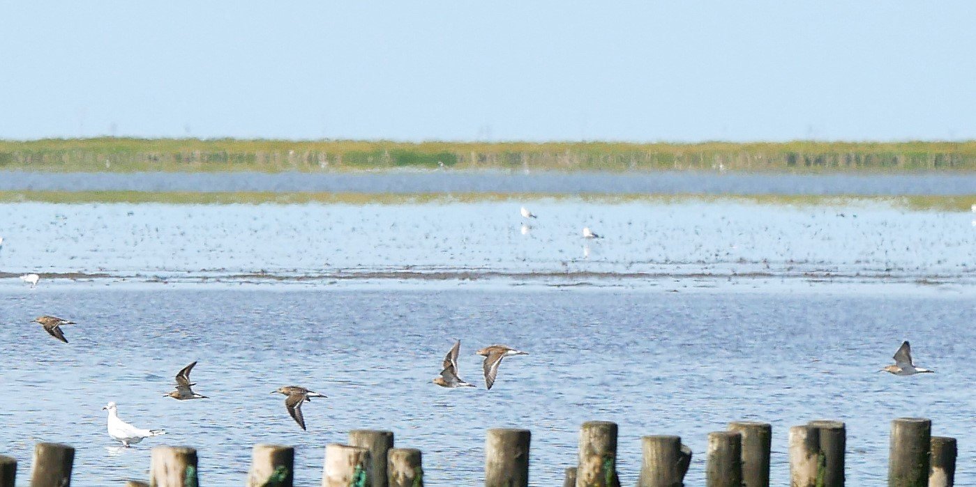 Dunlins - Wadden Sea- 2026