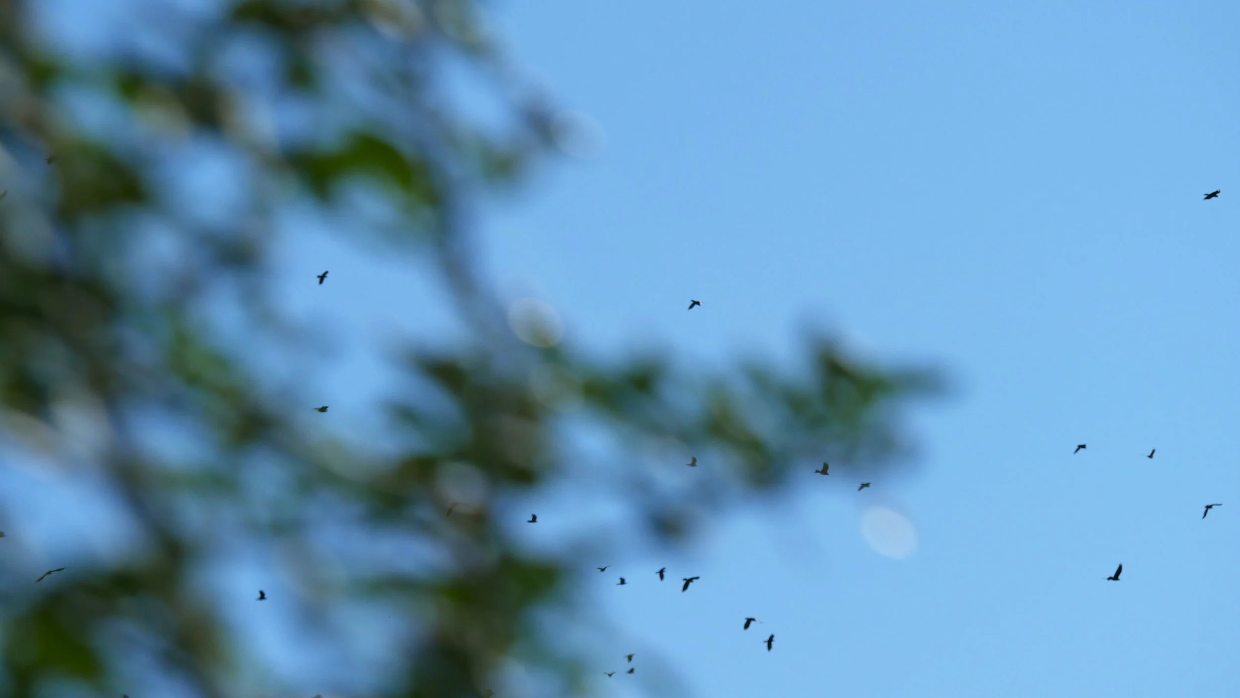Dreams from the sky 1 - Hooded crows - Møn - 2026