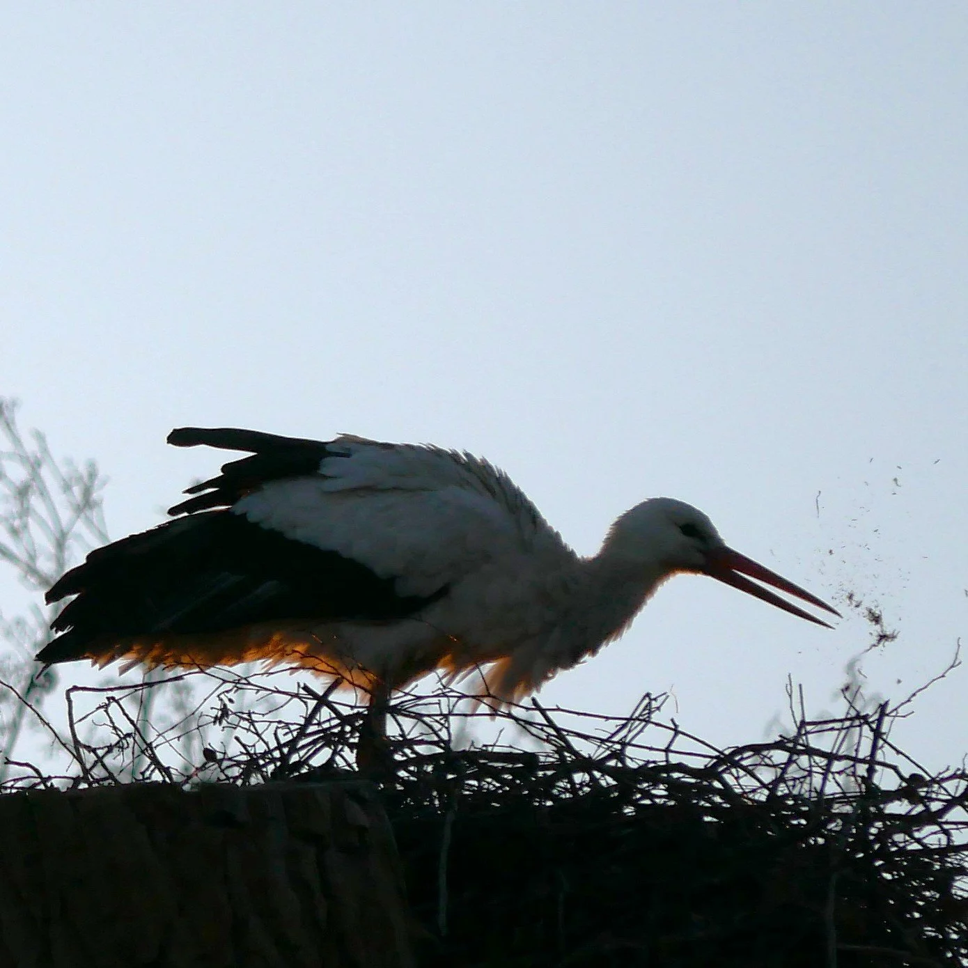 Stork - Noord Holland