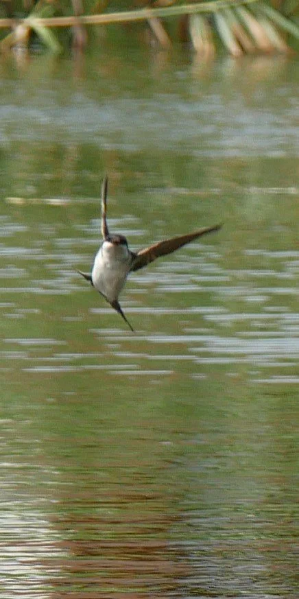 Joy of water - Barn swallow - Funen - 2026