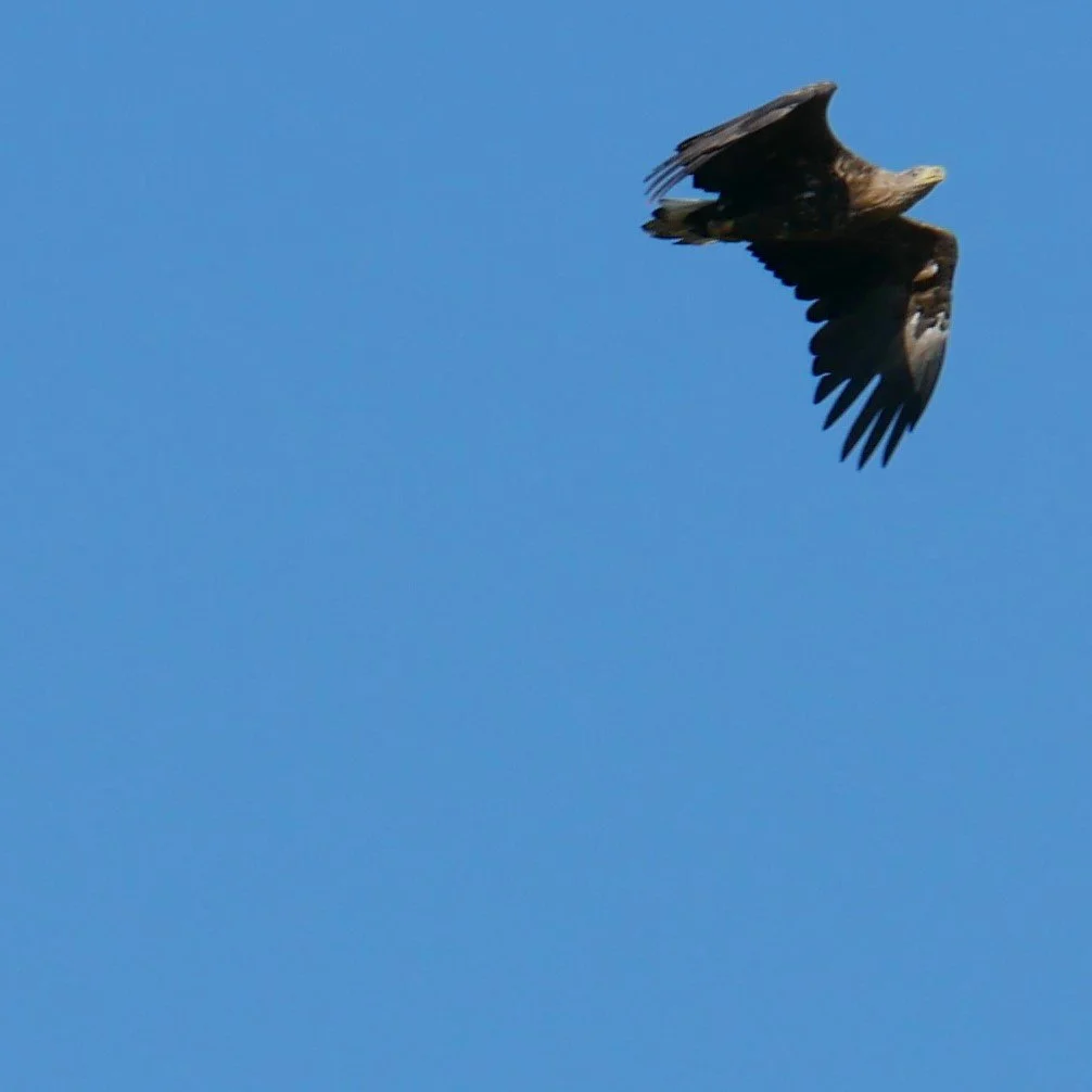 The queen of the sky 3 - White-tailed eagle - Funen - 2026