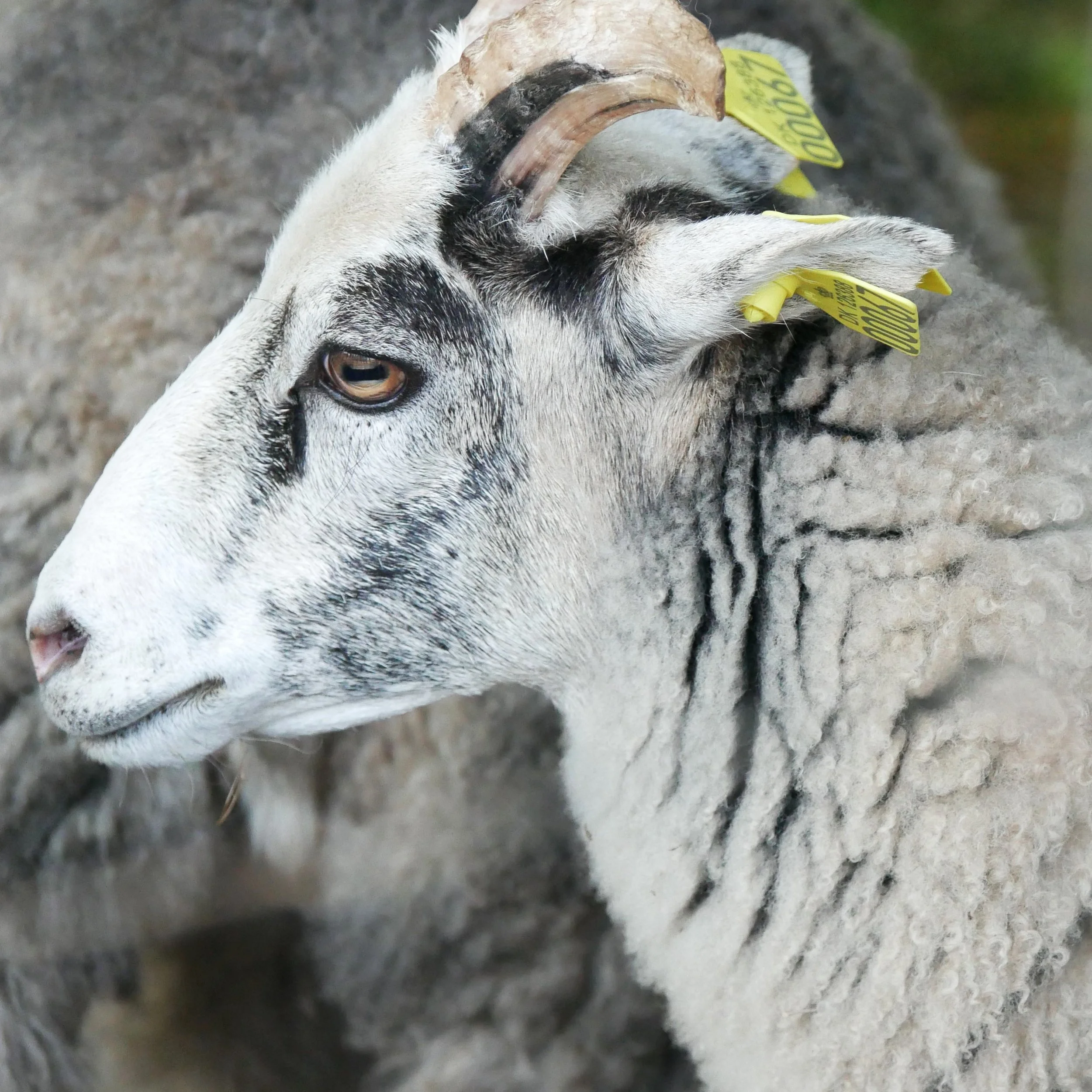 Portrait and (another kind of) glance 2 - Sheep - Funen