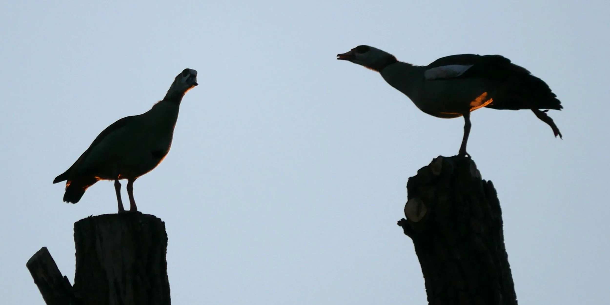 Egyptian Geese - Noord Holland