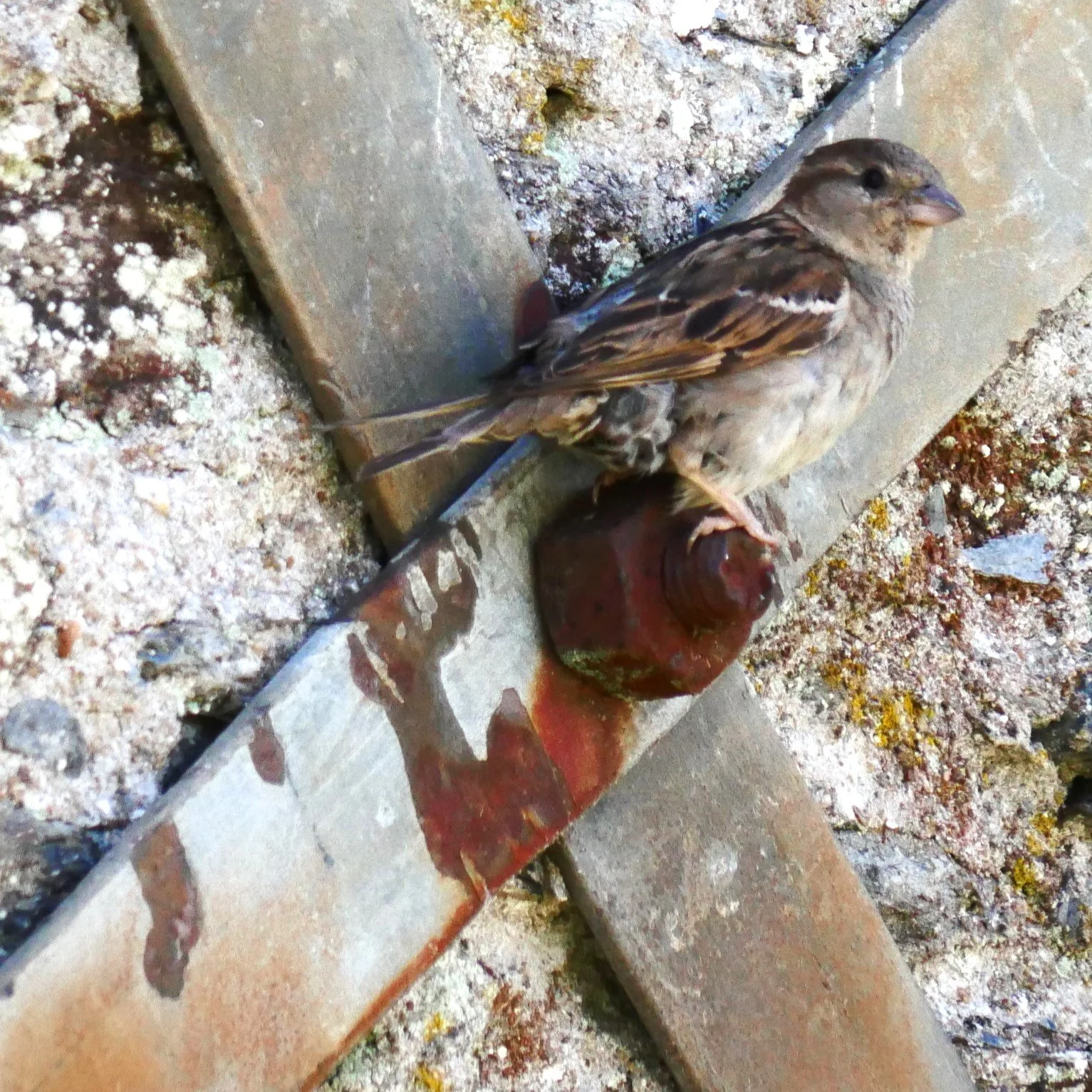 Sparrow - Brittany  2026