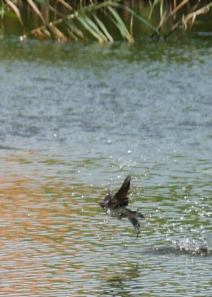 Joy of water - Barn swallow - Funen - 2026