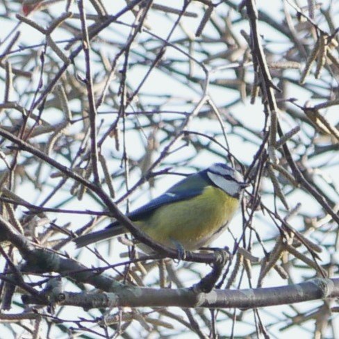Blue tit - Noord-Holland