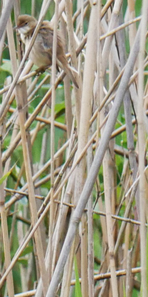 Common reed warbler - Noord Holland