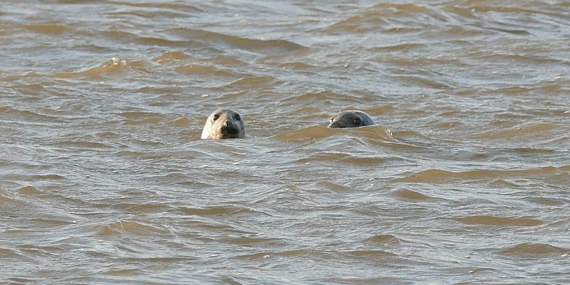 Gray Seals and Harbor Seals - Wadden Sea- 2026