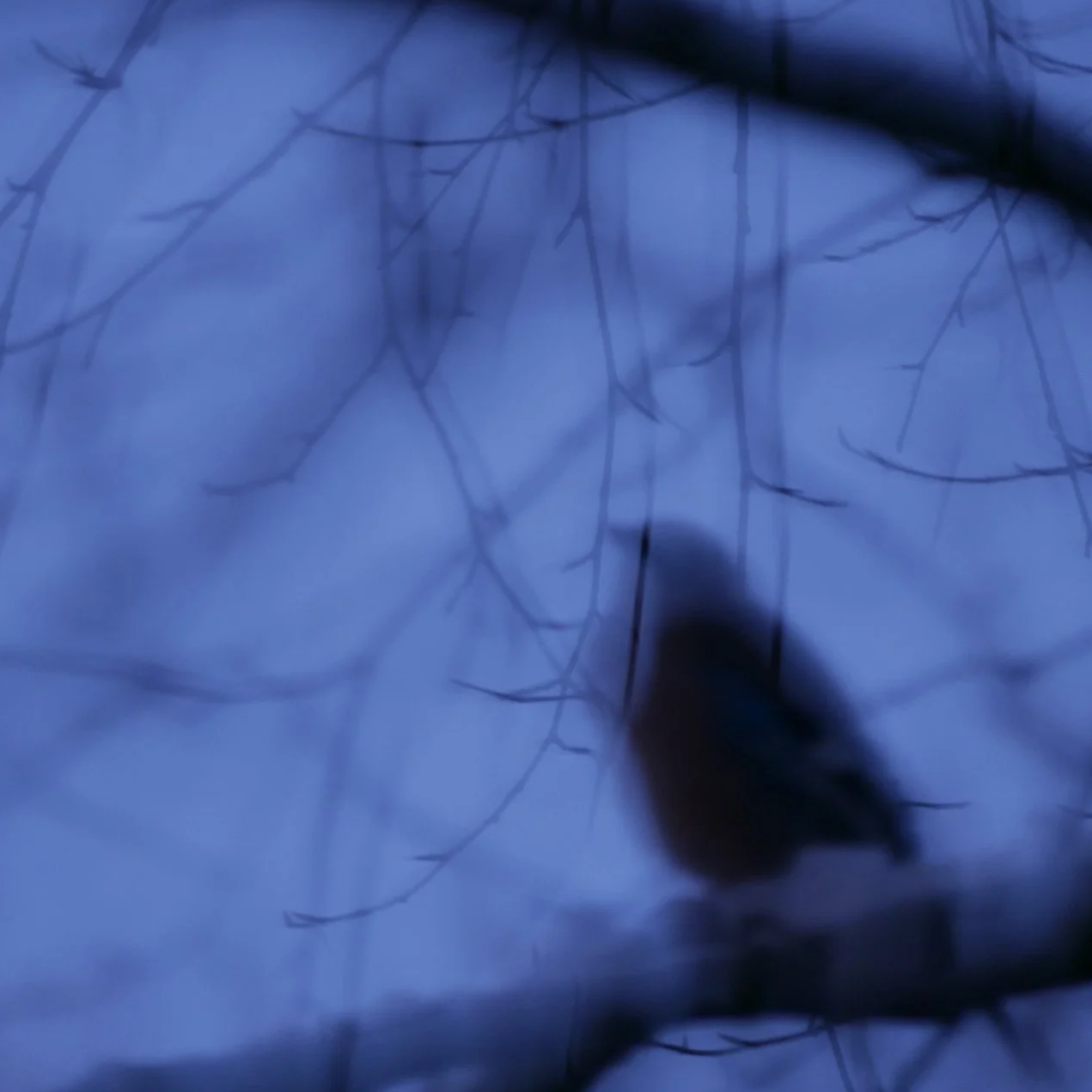 Yule: winter solstice